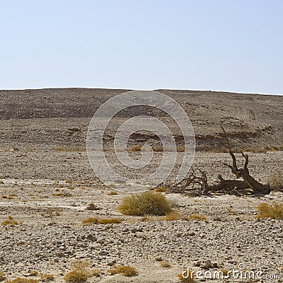 Life in a lifeless desert Stock Photo