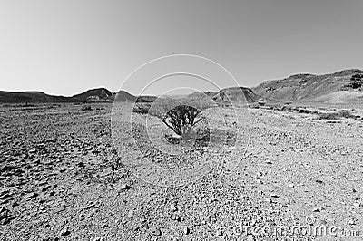 Life in a lifeless desert Stock Photo