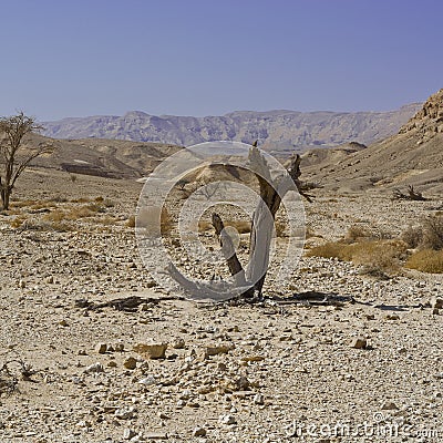 Life in a lifeless desert Stock Photo