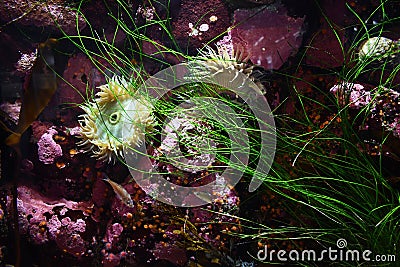 Life on ocean floor Stock Photo
