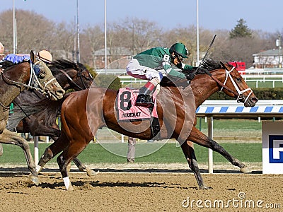 Life`s a Parlay Wins the Excelsior Stakes Editorial Stock Photo