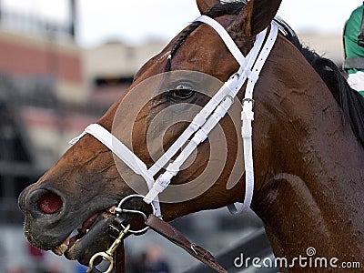 Life`s a Parlay Wins the Excelsior Stakes Stock Photo