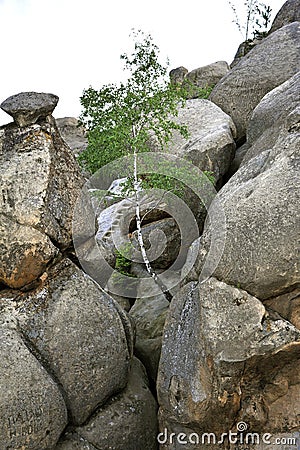 Lonely birch grows amongst large stones Stock Photo