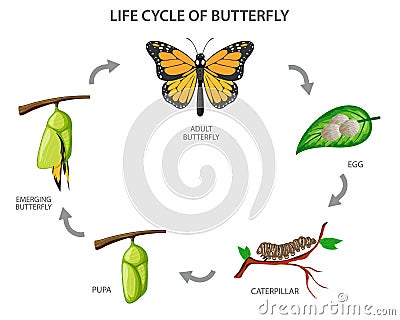 Lifecycle of Butterfly vector illustration Vector Illustration