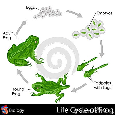 Lifecycle of Frog Cartoon Illustration