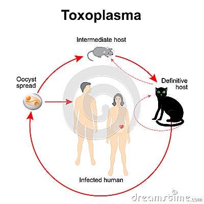 Lifecycle of Toxoplasma gondii Vector Illustration