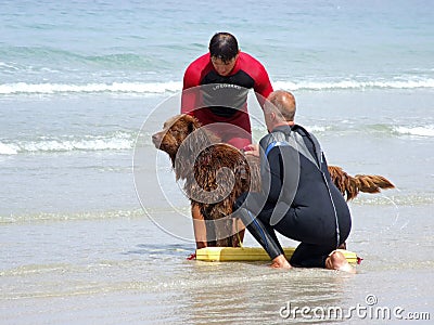 Lifeguard Dog Stock Photo