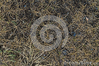 Lifeless background image. Siberian soil. Macro photo Stock Photo