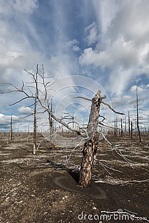 Lifeless desert landscape of Kamchatka: Dead wood (Tolbachik Volcano lava field) Stock Photo