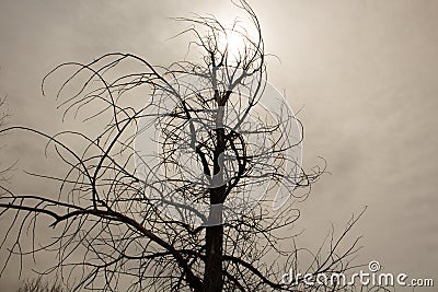 Lifeless Tree on a Cold, Cloudy Day Stock Photo