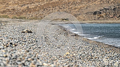 A lifeless turtle, stranded on a desolate Greek pebble beach, serves as a poignant reminder of the fragility of marine life in the Stock Photo