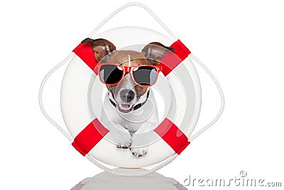 Lifesaver dog Stock Photo