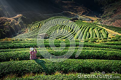 Lifestyle, Asian woman travel on winter vacation, enjoy take a photo scenery nature sunshine in morning with light mist in tea Stock Photo