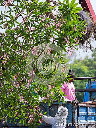 Lift Plumeria up The Truck Editorial Stock Photo