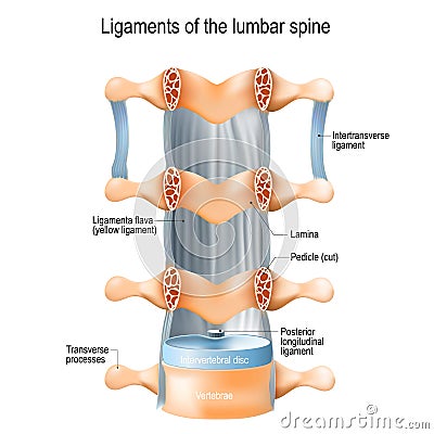 Ligaments of the lumbar spine. Ligamenta flava yellow ligament Vector Illustration