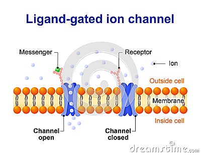 Ligand-gated ion channel Vector Illustration