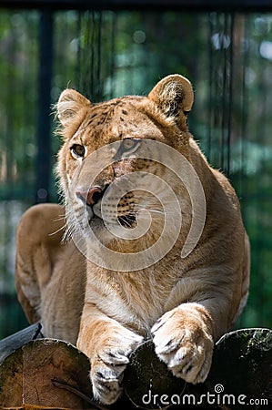 A liger looking aside Stock Photo