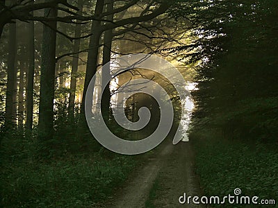 Light beams in forest Stock Photo