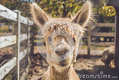 Light beige alpaca head shot in pen vintage setting Stock Photo