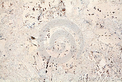 Light beige surface of the cork wood tile closeup, white and brown mottled texture background Stock Photo