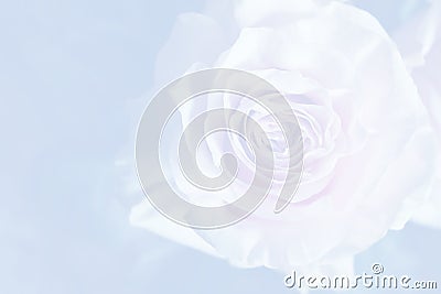 Light blue background with wonderful tender rose Stock Photo