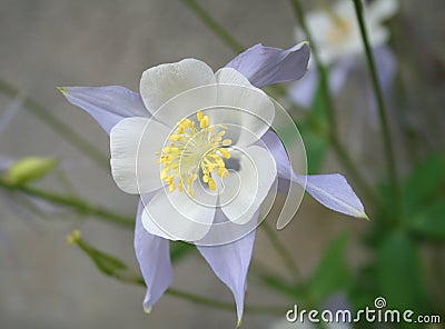 Light blue columbine flower Stock Photo