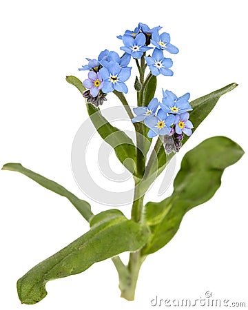 Light blue flowers of Forget-me-not (Myosotis arvensis), isolate Stock Photo