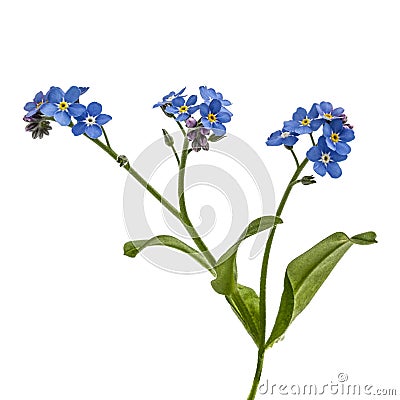 Light blue flowers of Forget-me-not (Myosotis arvensis), isolate Stock Photo