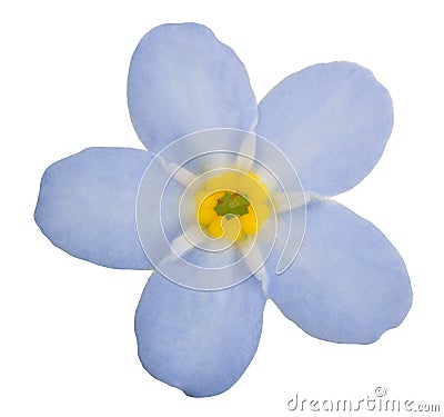 Light blue forget-me-not flower bloom Stock Photo