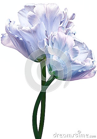 Light blue tulip. Flower on white isolated background with clipping path. For design. Closeup. Stock Photo