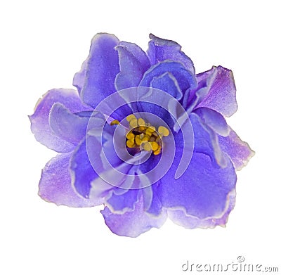 Light blue violet flower on white Stock Photo