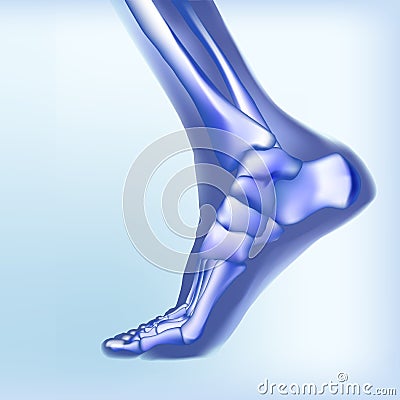 Light blue visualization of bones of foot. Vector Illustration