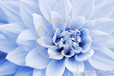 Light blue and white dahlia flower macro photo Stock Photo