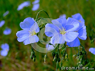 Light blue wild flex flowers in bloom. fragile beautiful petals. soft green background. Stock Photo