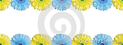 Light blue and yellow halves gerbera flowers border on white background isolated close up, half gerber flower seamless pattern Stock Photo