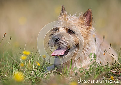Light-brown Cairn Terrier dog Stock Photo