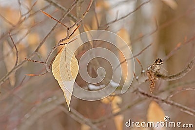 Dried American beech leaf on bare branches in the forest, Fagus grandifolia Stock Photo