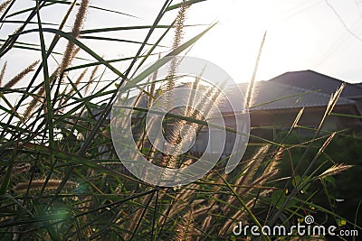 Light brown flowers of grass with sunlight in the evening for city background, Depth of field Stock Photo