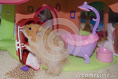 Light brown furry hamster washes and looks in the mirror in the bathroom Stock Photo