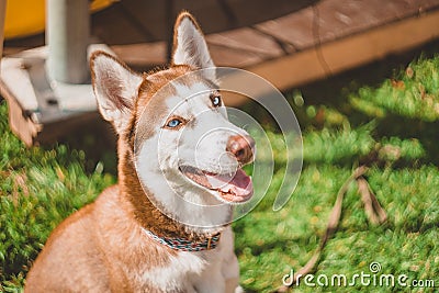 A light brown husky dog sits on the green grass and smiles Stock Photo