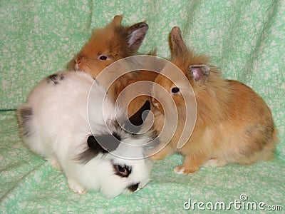 4 Months Old Domestic Rabbits Stock Photo