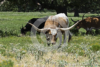 Brown and white Longhorn bull grazing in a ranch pasture Stock Photo
