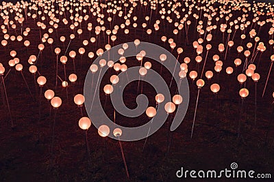 Light bulbs in the night ground. Christmas lights illuminating plants outside in ground Stock Photo