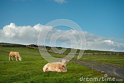 Light color cows in a pure green meadow, stone fences and cloudy sky in the background. Nobody. Farming and agriculture industry Stock Photo