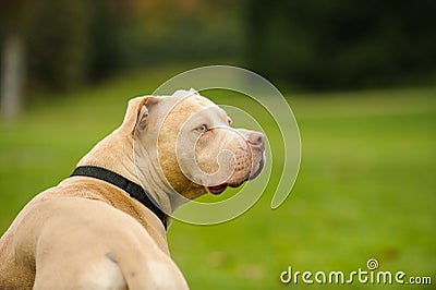 Light Colored American Pit Bull Terrier Stock Photo