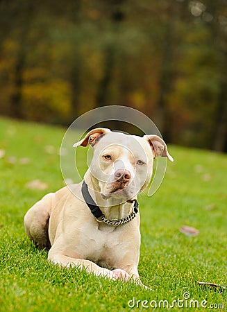 Light colored American Pit Bull Terrier lying down on green grass Stock Photo