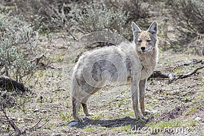 Light colored coyote standing in grass Stock Photo