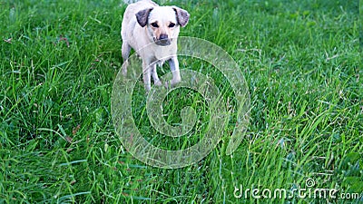A light-colored dog is standing on the lawn and looking at the camera Stock Photo