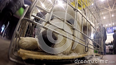 Light colored golden retriever lying in cage waiting for registration at airport Stock Photo