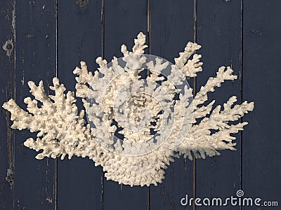 Light coral isolated on distressed wood background Stock Photo